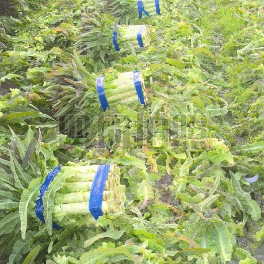 永安市紫叶香莴笋  郯城县红叶莴苣
