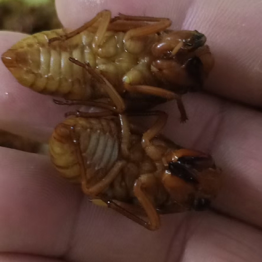 灵宝市杜仲金蝉