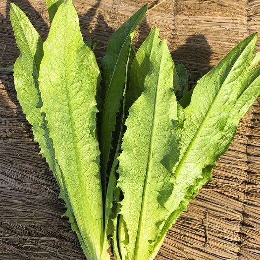 邯郸精品油麦