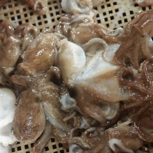 连云港近海鲜活八爪鱼