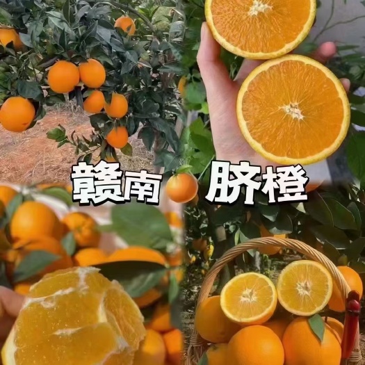 安远县血橙苗  纽荷尔脐橙苗