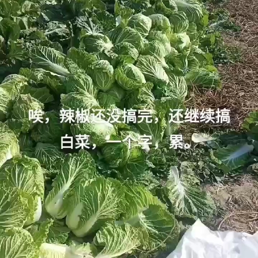 临泉县矮白菜