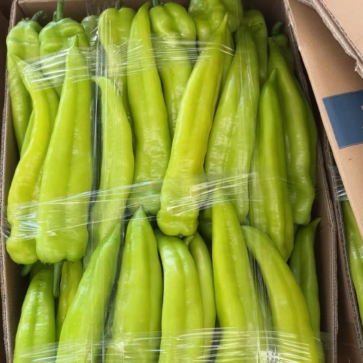 合浦县大棚尖椒