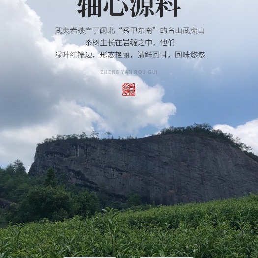 武夷山市肉桂茶