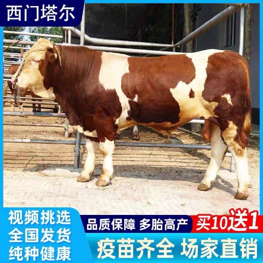 柳州纯种精品大骨架四代西门塔尔小牛犊三个月小牛犊改良肉牛养殖技术