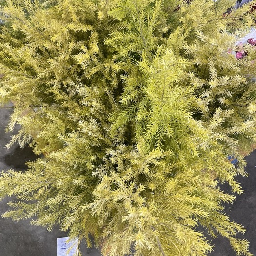昆明千层金鲜切花 真花家居装饰摆摊社区团购花店批发云南基地直发
