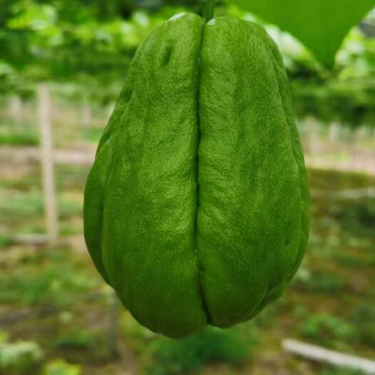河口县推荐热销云南高山种植佛手瓜