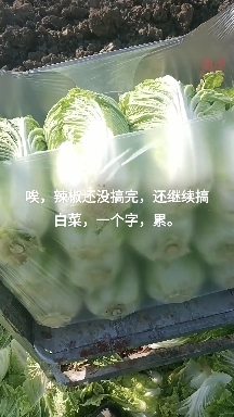 临泉县矮白菜