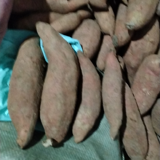 鹿邑县龙九红薯