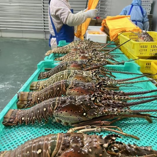 大连龙虾礼盒装成品 澳洲龙虾 古巴龙虾 青龙虾