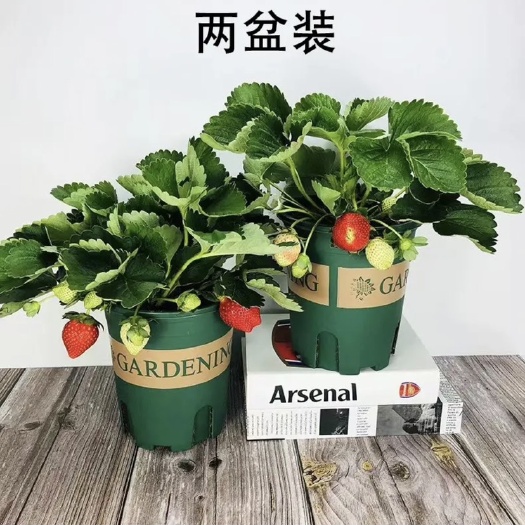 草莓基地直销全国一件代发物美价廉叶绿冒大品质有保障电商货