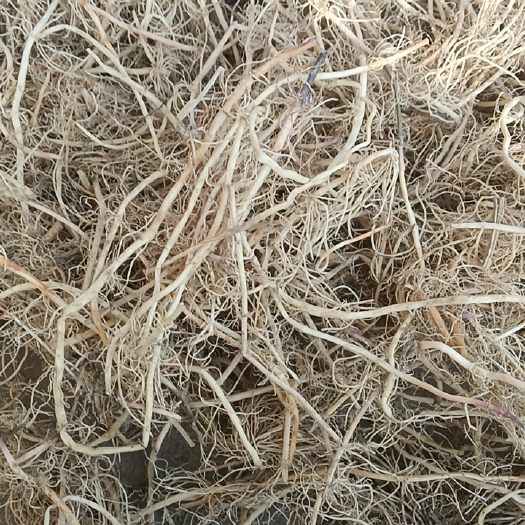 武汉白前，产地湖北新洲，自然生长。需求量大价格可面议