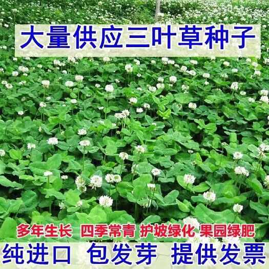 三叶草种籽四季红白三叶草种子粉色幸运草盆栽植物果园绿肥种籽子