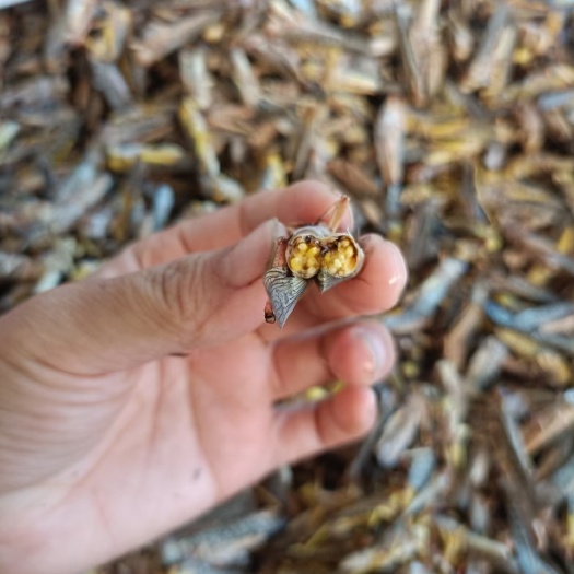 来宾香脆美食又上镜了，有需要的朋友赶紧下单哦