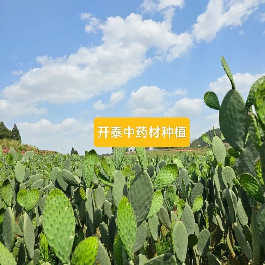 崇左食用仙人掌