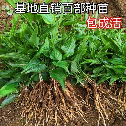 当阳市百部苗