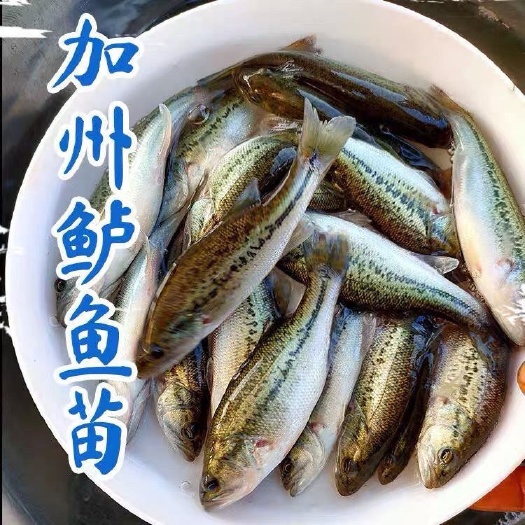重庆市鲈鱼苗 加州鲈鱼苗 大口黑鲈鱼淡水鲈鱼苗凶猛路亚苗冷水鱼量大