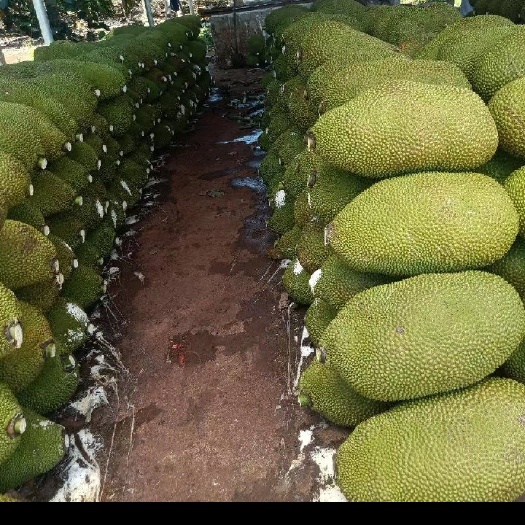 保亭县菠萝蜜 全国供应 产地直发 大量有货