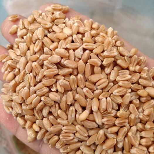 社旗县大量供，小麦，白麦，红麦，优质麦