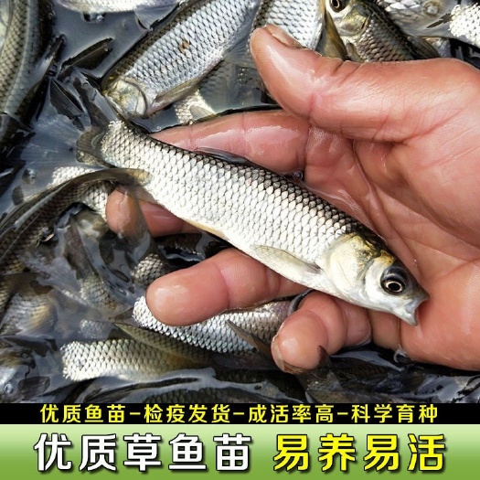 优质大草鱼苗批发淡水鱼抗病养不死冷水鱼耐活好养皖鱼苗食用