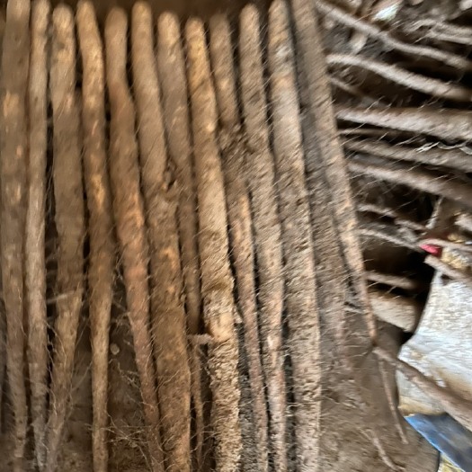 定兴县双棒山药