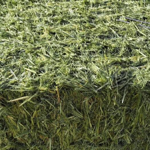 山丹县燕麦草