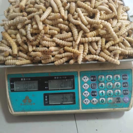 全州县桂林斗米虫，云实蛀虫