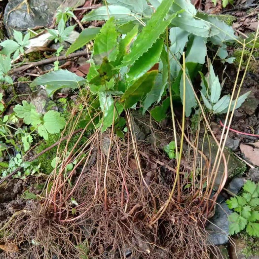 毕节淫羊藿种苗