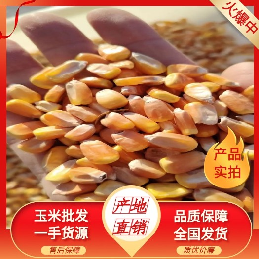 东北黄干玉米粒量大供货稳定产地直发优质玉米原粮23年新玉米