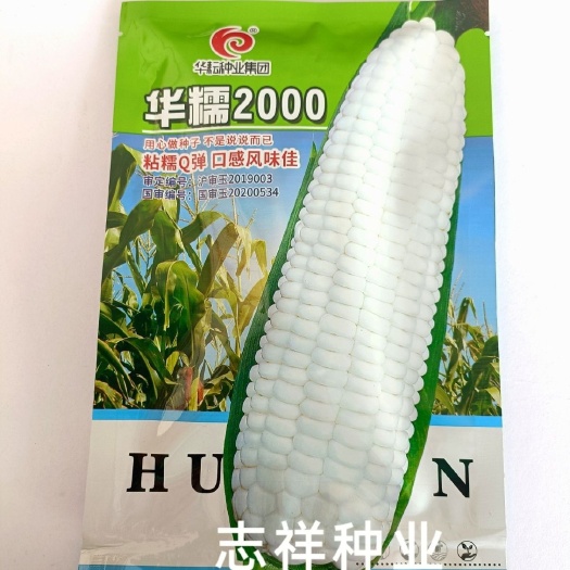 华容县华耘华糯2000白色甜加糯玉米种子粘糯玉米鲜食白甜糯玉米种籽