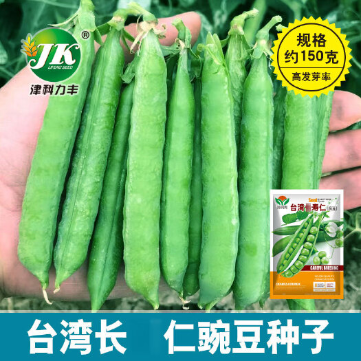 甜豌豆种子长寿仁豌豆农田菜园种籽粒饱满脆嫩清香豌豆种子