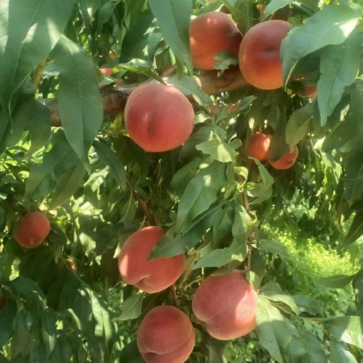 中桃9号桃苗 早熟品种 纯甜大果耐储藏 丰产易管理保证品种