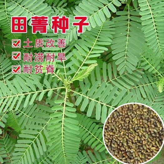 苏州田菁种子，别名碱菁涝豆耐涝耐旱盐碱土壤改良牧草果园固氮绿肥种