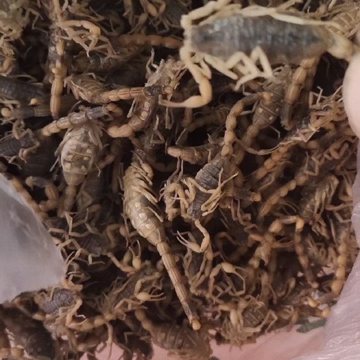 精品冻冻蝎子，年前福利580一斤，数量不多先到先得