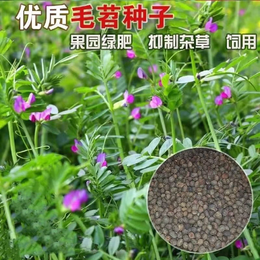 毛苕子种子 优质毛苕子种子净籽  优质绿肥种子零售和批发