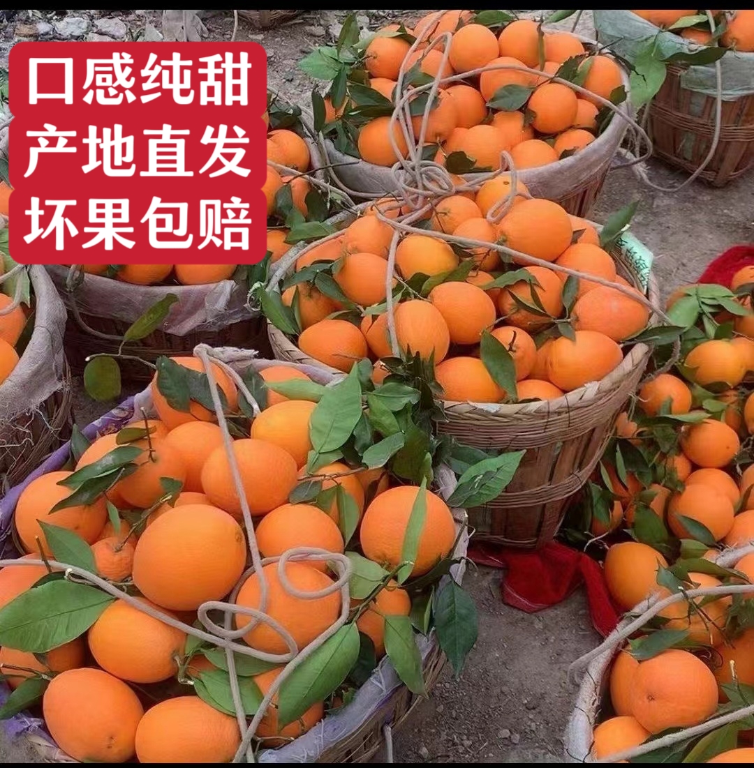 精品纽荷尔脐橙果面干净，颜色火红，农户一手货源