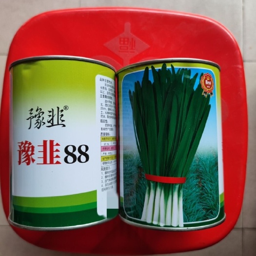 广州豫韭88韭菜种子不休眠耐寒叶片肥厚深绿河南优质型正品韭菜