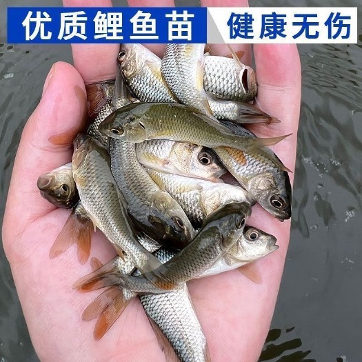 重庆市6公分鲤鱼苗淡水养殖条形漂亮黄金鲤鱼苗水库鲤苗一手货源