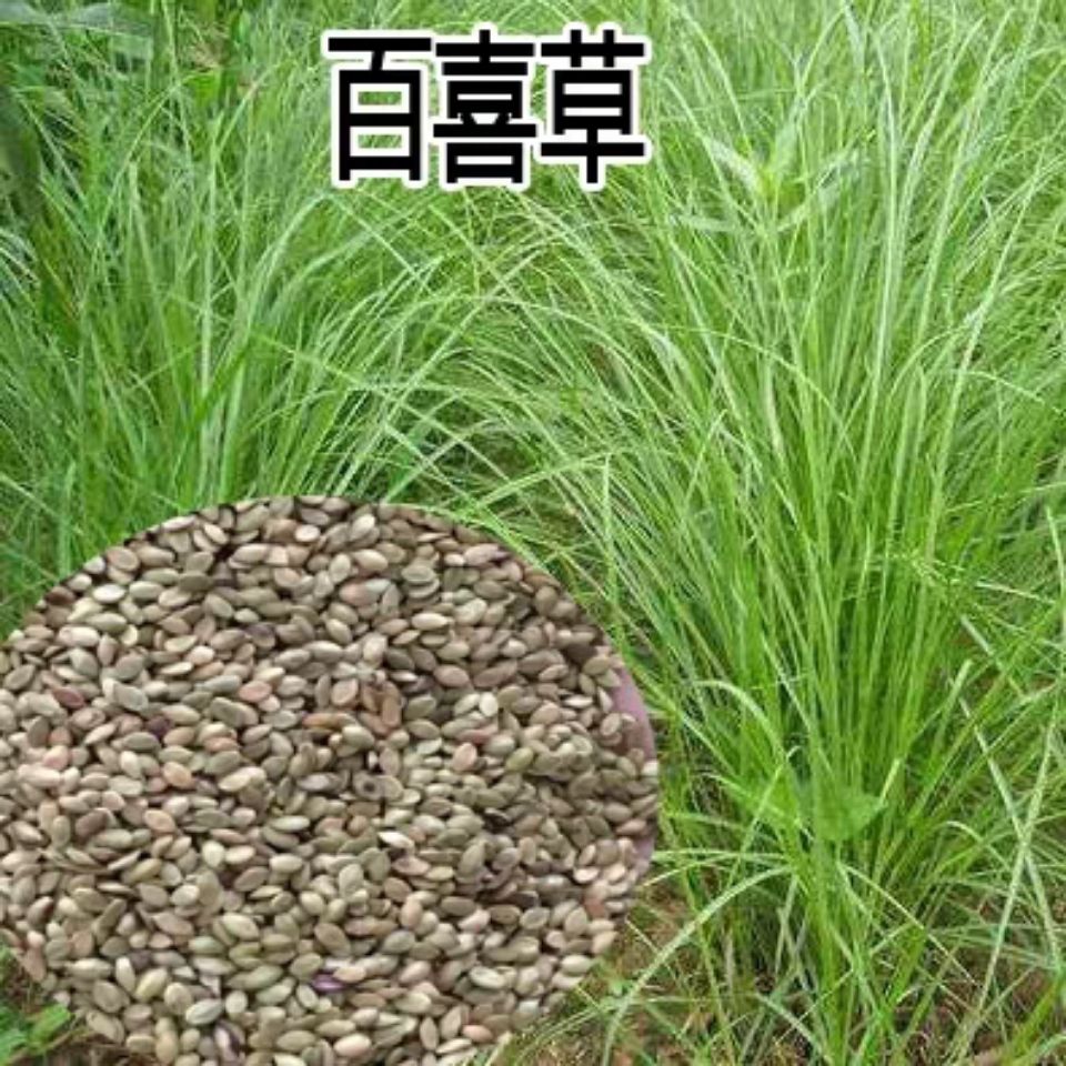 百喜草种子道路护坡水土保持牧草草籽公路堤坝绿化种子