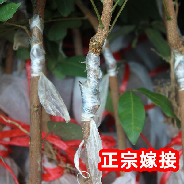 龙眼苗石硖储良四季龙眼南方种植嫁接苗桂圆苗地栽庭院种植带土