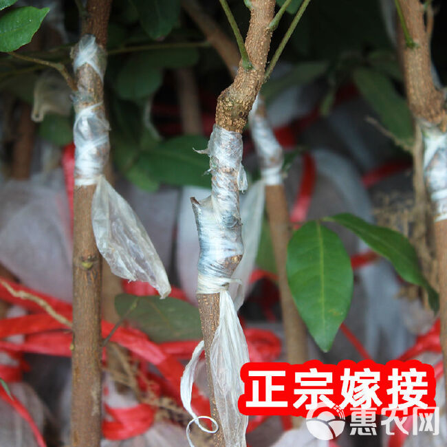 龙眼苗石硖储良四季龙眼南方种植嫁接苗桂圆苗地栽庭院种植带土