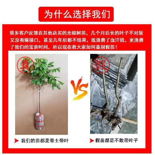 龙眼苗石硖储良四季龙眼南方种植嫁接苗桂圆苗地栽庭院种植带土