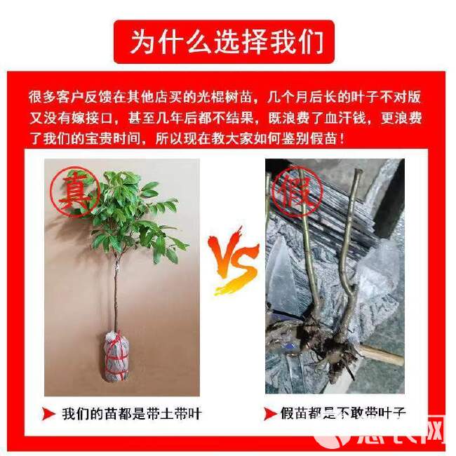 龙眼苗石硖储良四季龙眼南方种植嫁接苗桂圆苗地栽庭院种植带土