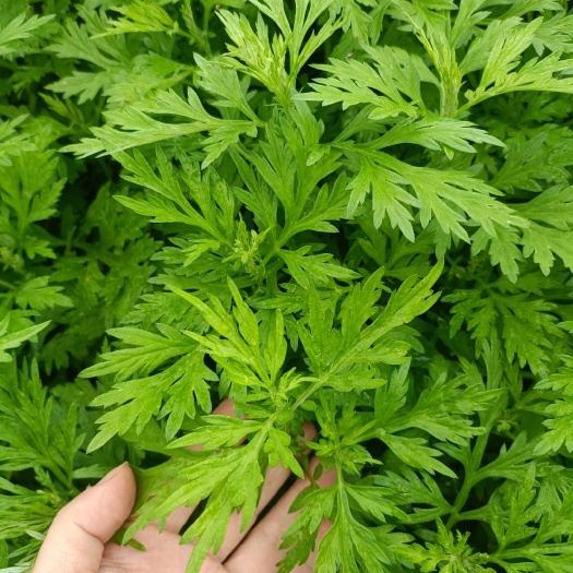 兴宁市新鲜食用艾草新鲜蔬菜当季食用农家生艾草叶艾蒿糍粑艾粄
