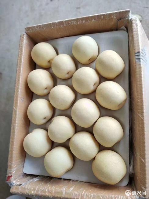  收购的精品48皇冠梨  河北冷库直发