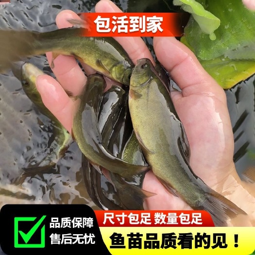 重庆市重庆丁桂鱼苗批发丁桂冷水鱼淡水养殖鱼苗可食用耐寒抗冻鱼苗