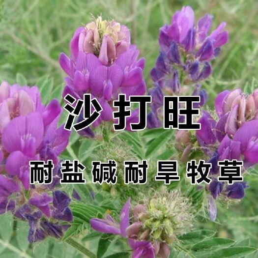 沙打旺种子 多年生牧草 四季绿肥 防沙固土护坡 耐寒耐旱盐碱