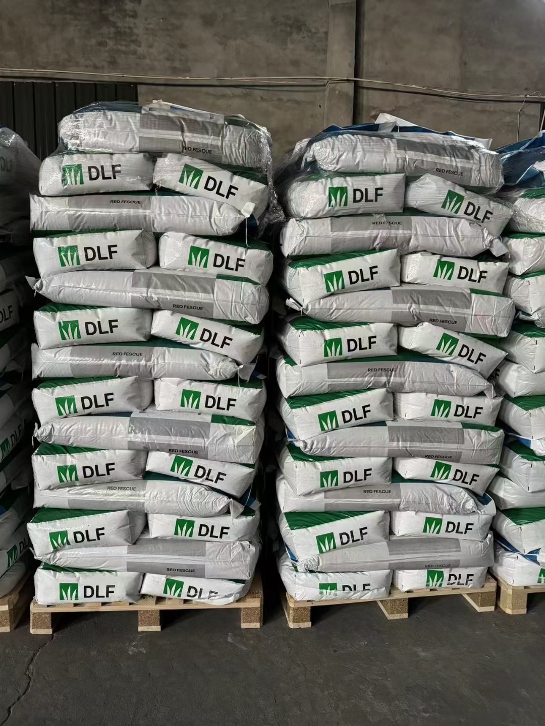 百喜草种子道路护坡水土保持牧草草籽公路堤坝绿化种子