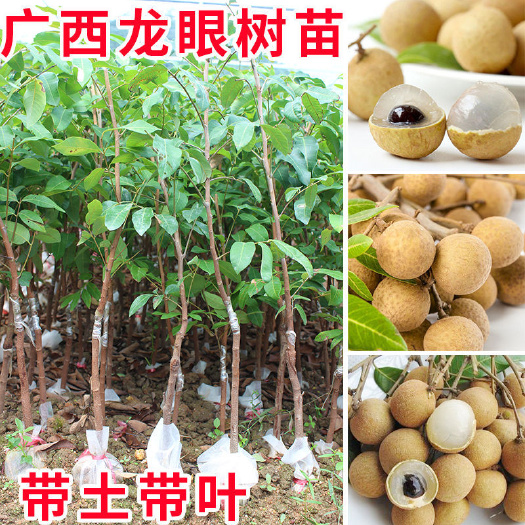 安远县龙眼苗石硖储良四季龙眼南方种植嫁接苗桂圆苗地栽庭院种植带土