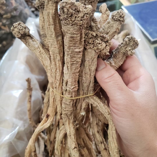 甘肃大山自然生长的党参